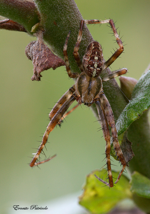 Araneus sp.